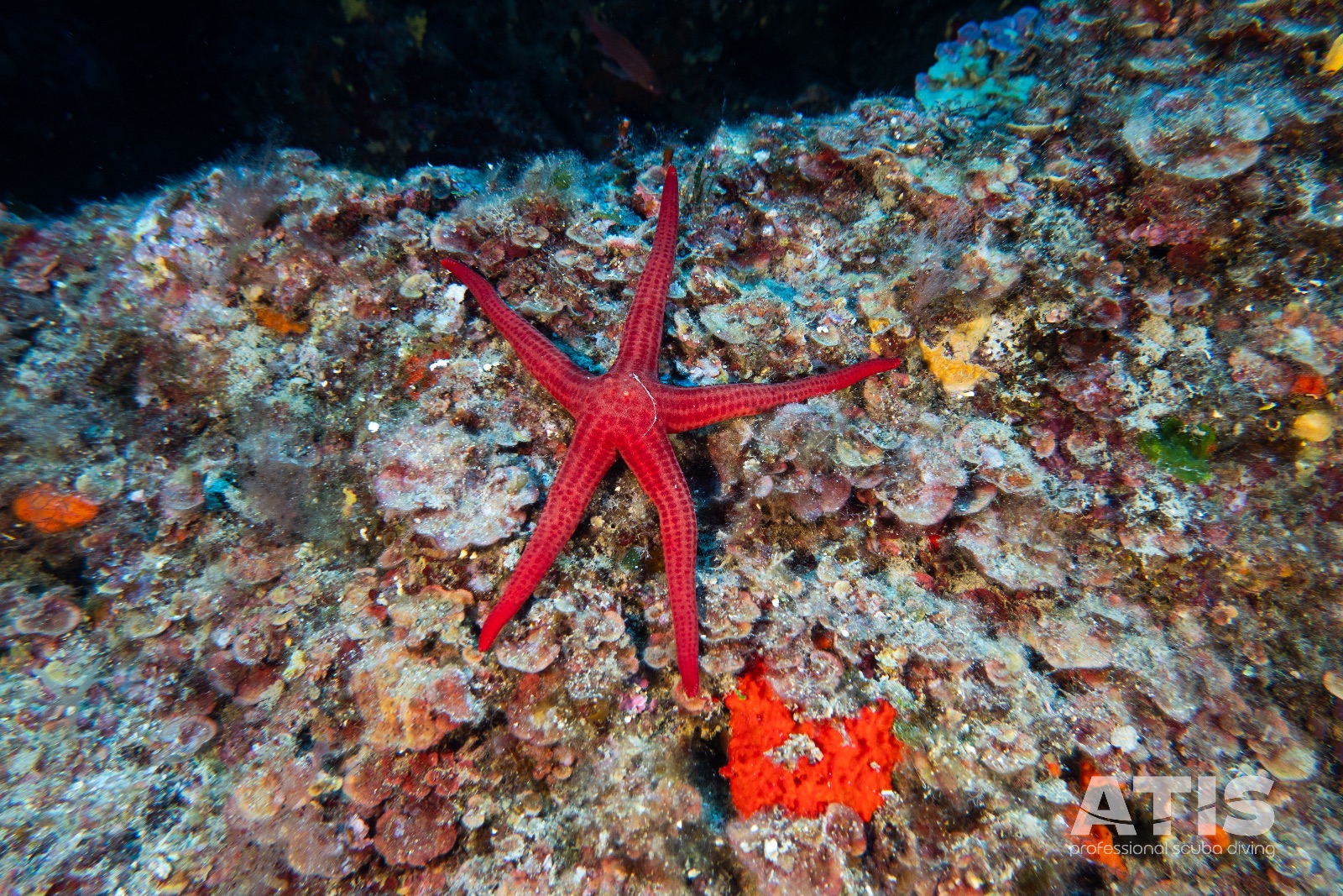 Vacanza Subacquea all'Isola d'Elba 2026 — 8