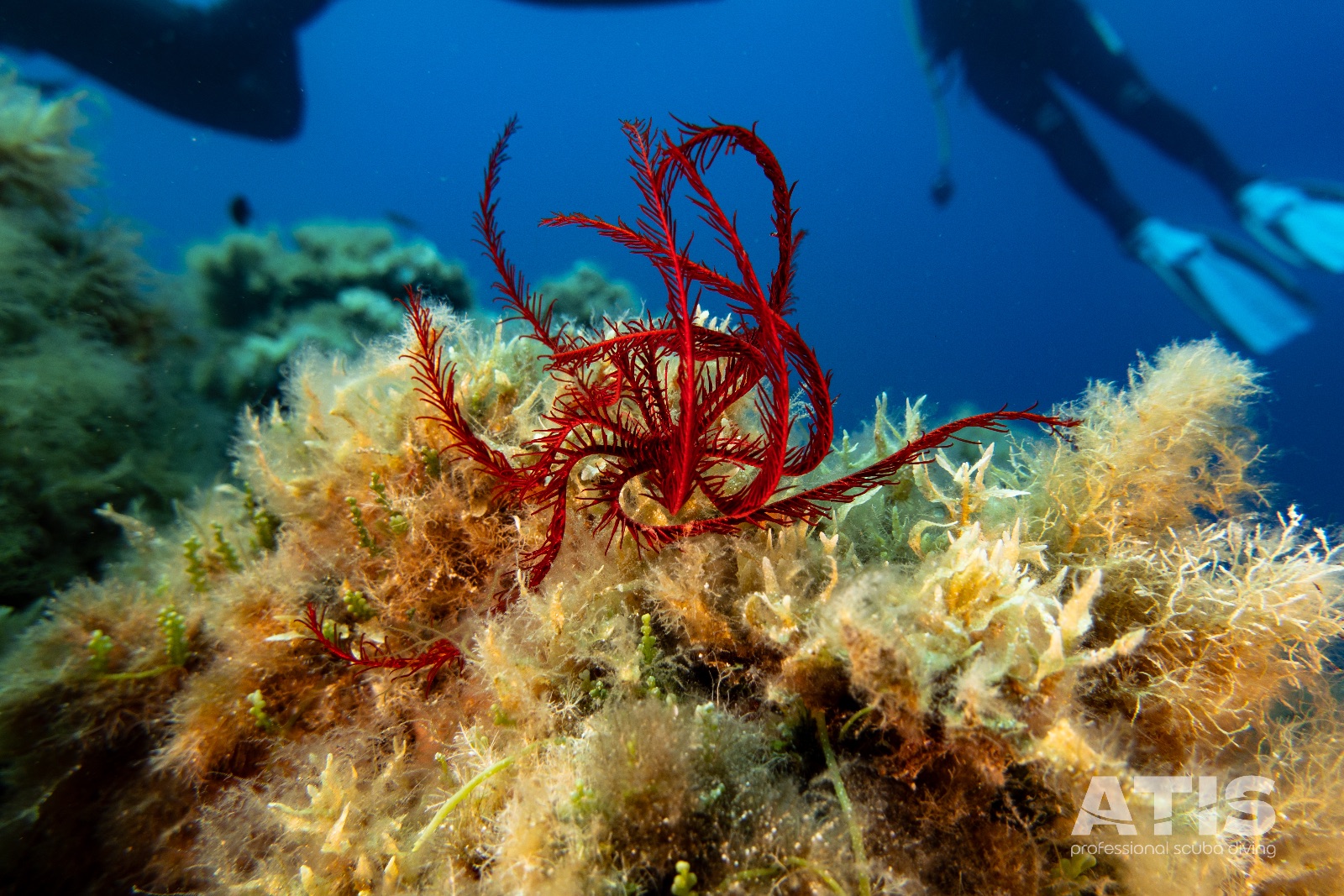 Vacanza Subacquea all'Isola d'Elba 2026 — 23