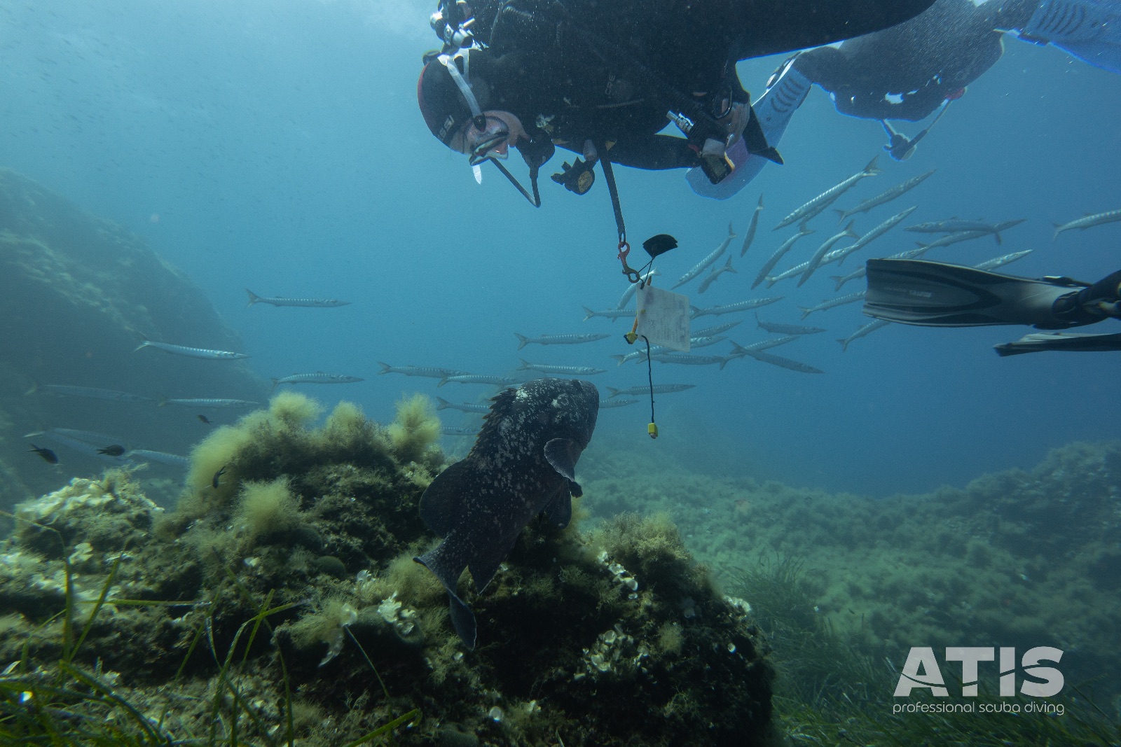 Vacanza Subacquea all'Isola d'Elba 2026 — 69