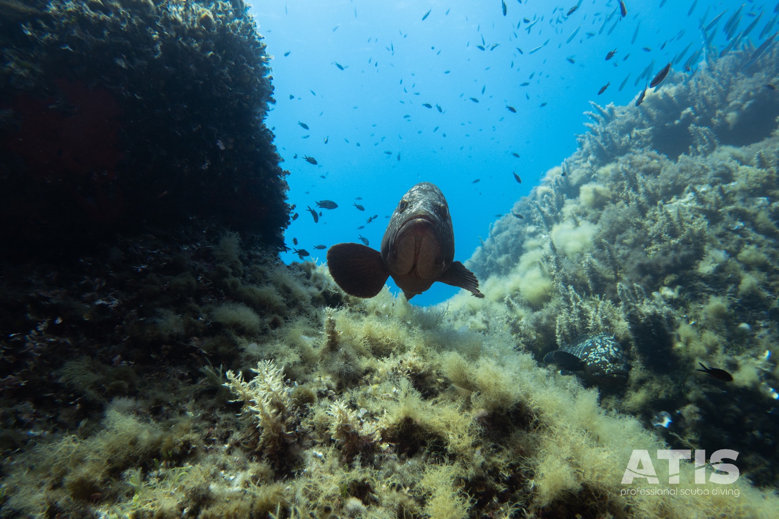 Vacanza Subacquea all'Isola d'Elba 2026 — 84