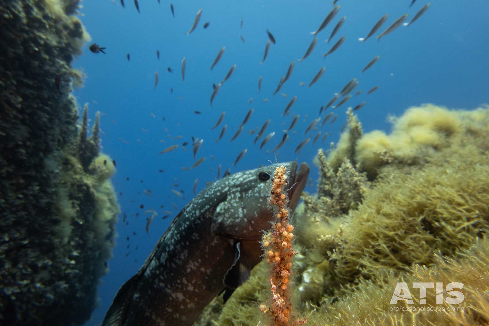 Vacanza Subacquea all'Isola d'Elba 2026 — 86
