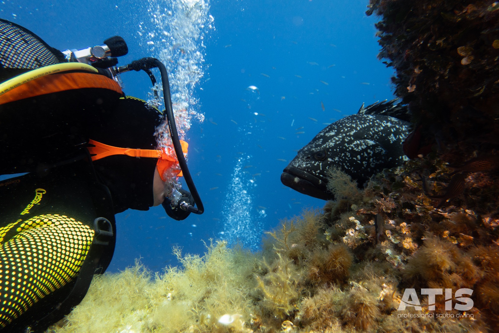 Vacanza Subacquea all'Isola d'Elba 2026 — 88