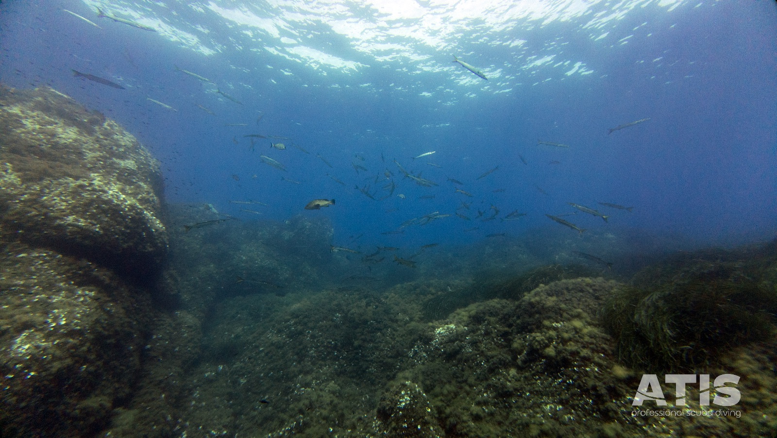 Vacanza Subacquea all'Isola d'Elba 2026 — 114