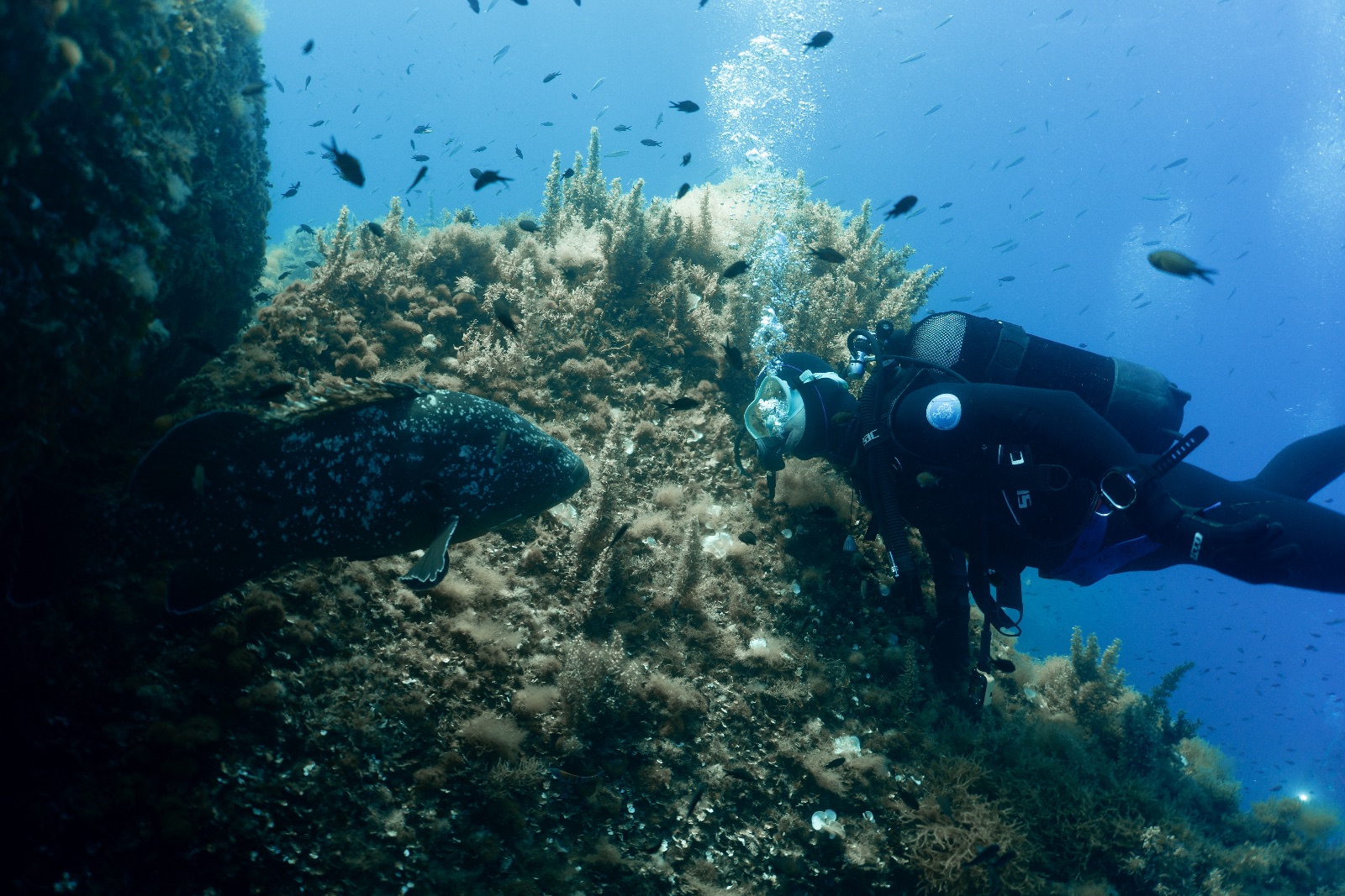 Vacanza Subacquea all'Isola d'Elba 2026 — 176