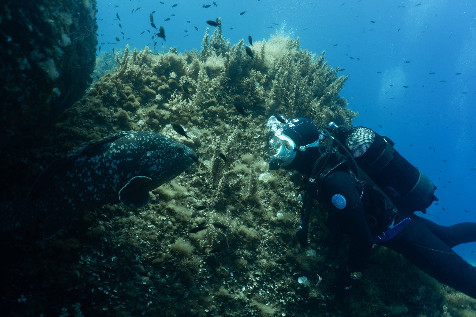 Vacanza Subacquea all'Isola d'Elba 2026 — 177