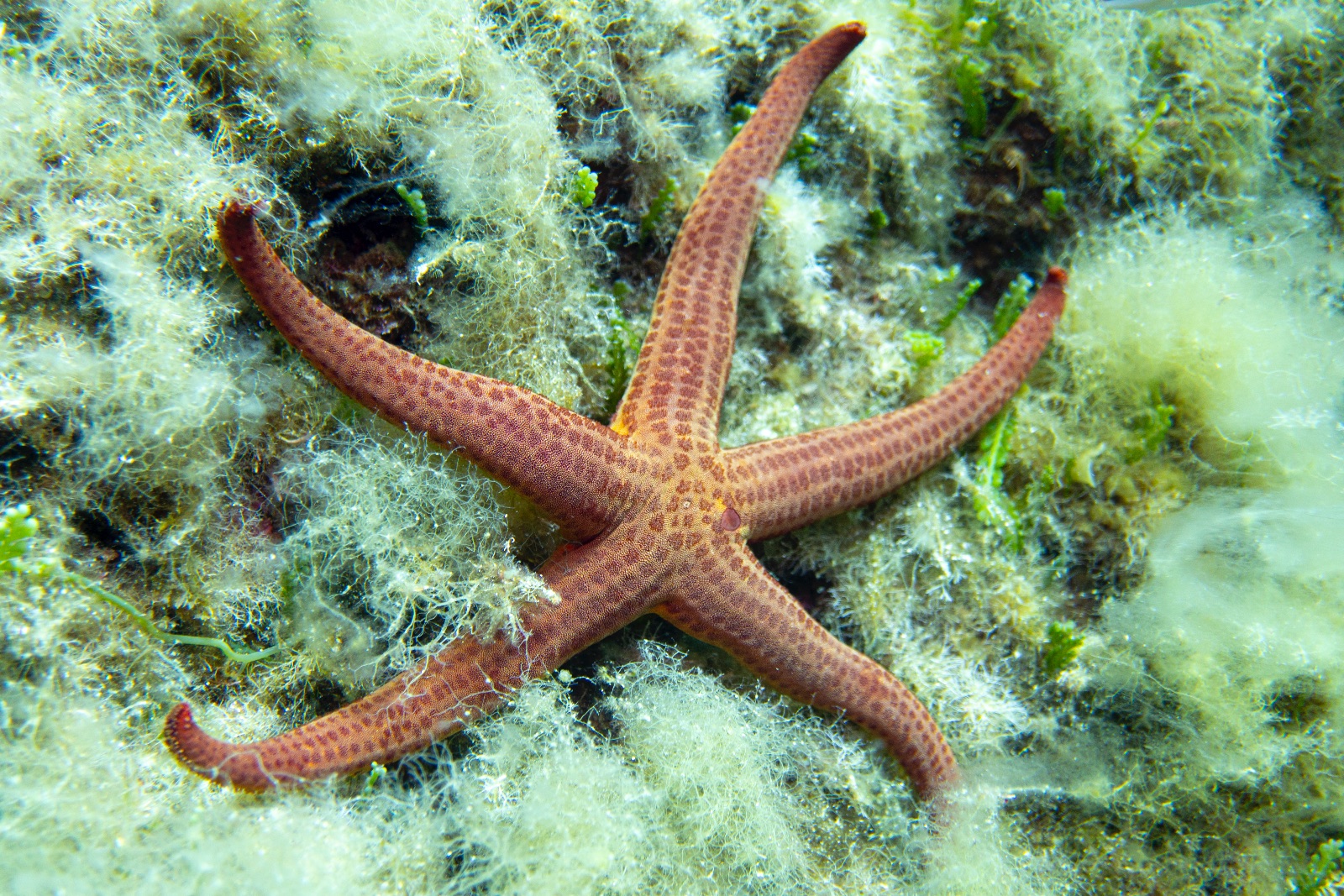 Vacanza Subacquea all'Isola d'Elba 2026 — 211