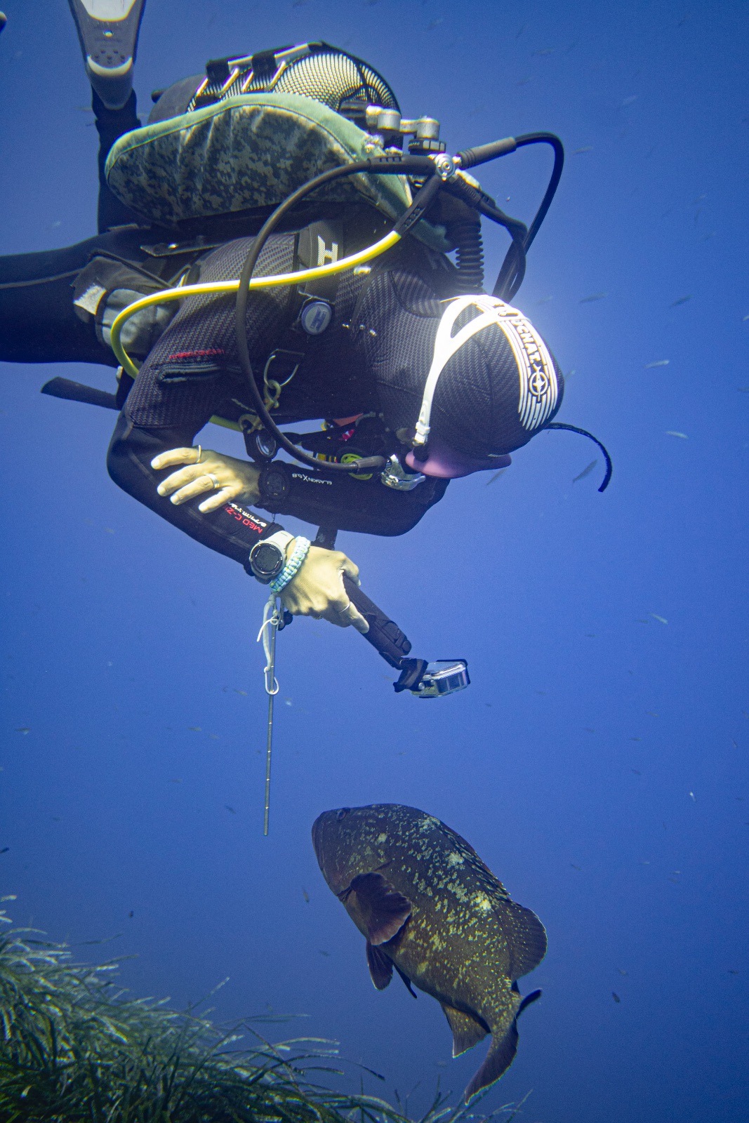 Vacanza Subacquea all'Isola d'Elba 2026 — 231