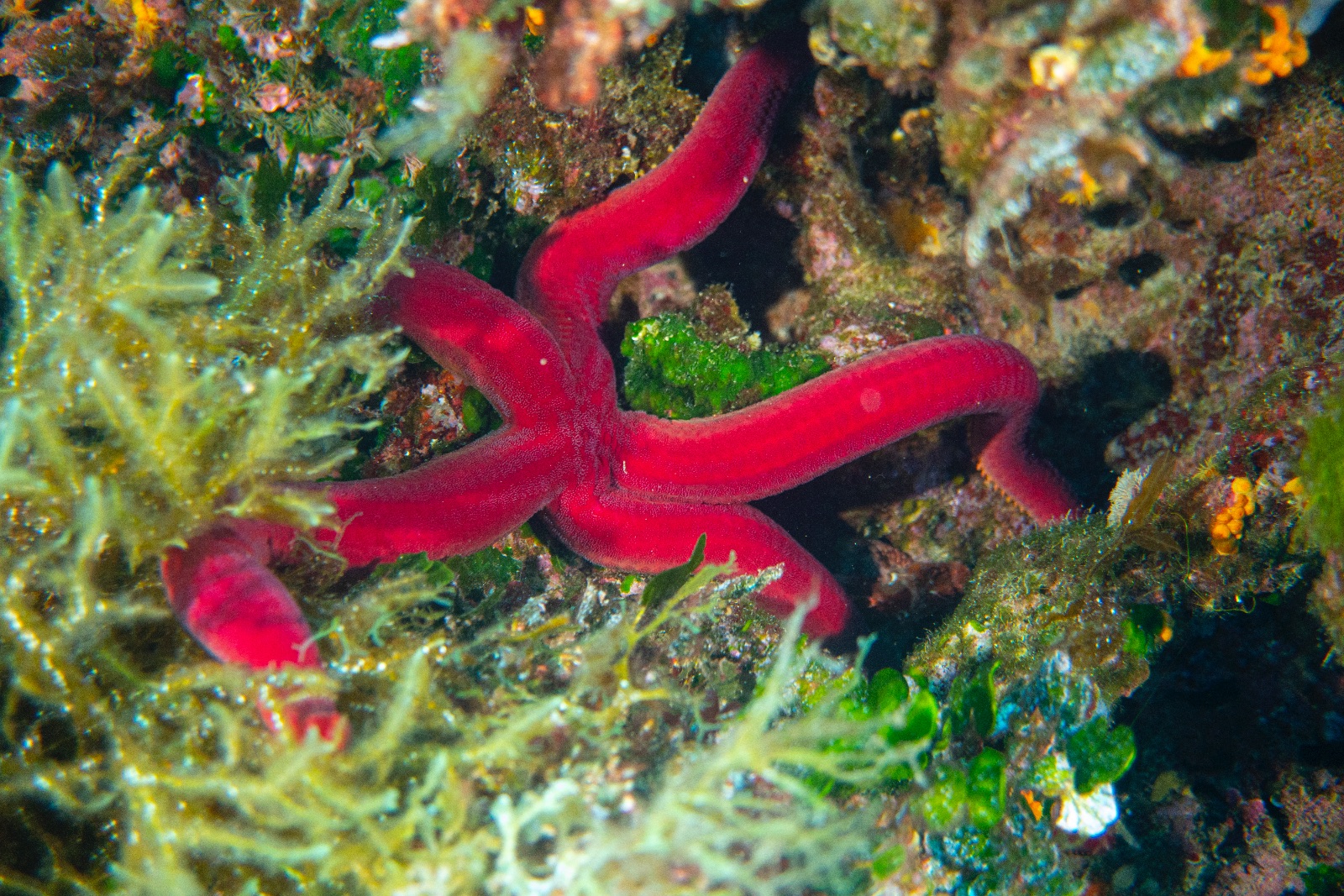 Vacanza Subacquea all'Isola d'Elba 2026 — 249